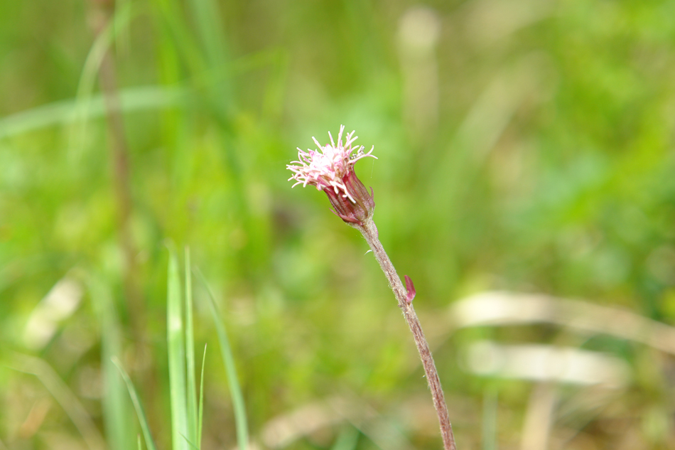 Homogyne alpina